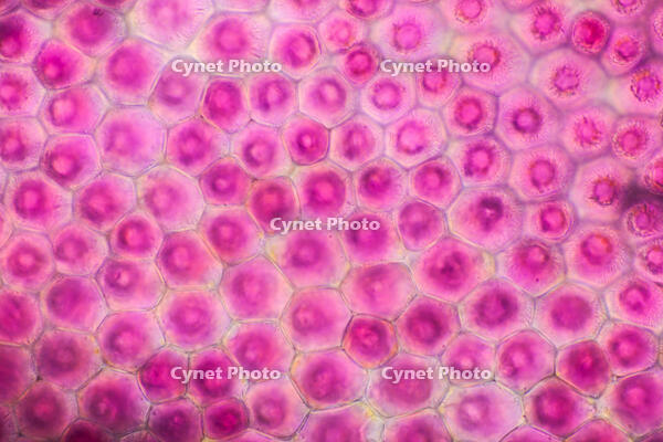 バラ　赤い花の花弁の内側 [XCE110002216]