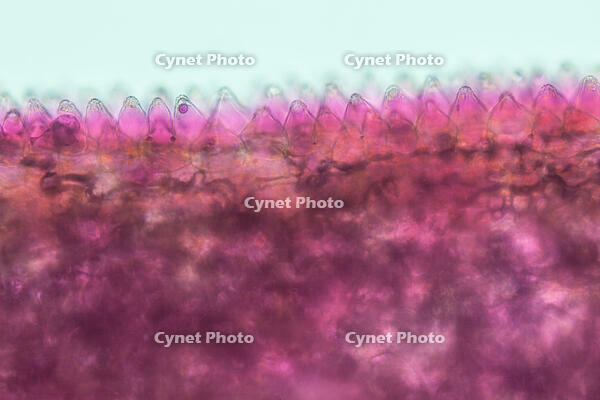 バラ　赤い花の花弁の内側 (表面の突起を横から見た) [XCE110002218]