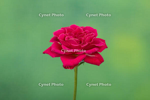 バラ　赤い花 [XCE110002220]