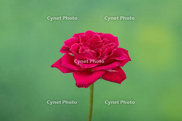 バラ　赤い花 [XCE110002221]