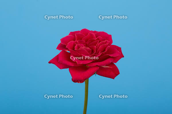 バラ　赤い花 [XCE110002222]