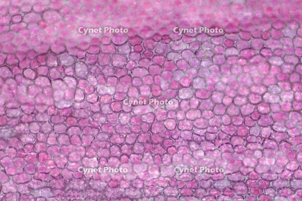 カーネーション　赤い花の花弁の内側 [XCE110002224]