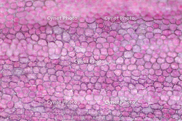 カーネーション　赤い花の花弁の内側 [XCE110002225]