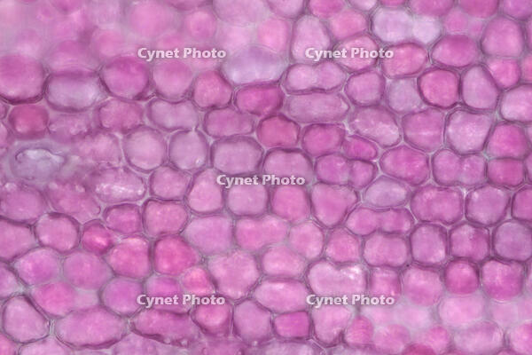 カーネーション　赤い花の花弁の内側 [XCE110002226]