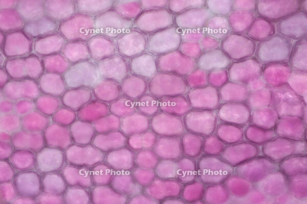 カーネーション　赤い花の花弁の内側 [XCE110002227]