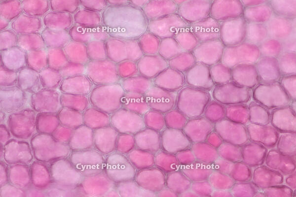 カーネーション　赤い花の花弁の内側 [XCE110002228]