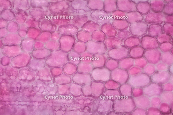 カーネーション　赤い花の花弁の内側 [XCE110002229]