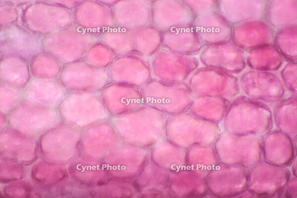 カーネーション　赤い花の花弁の内側 [XCE110002231]