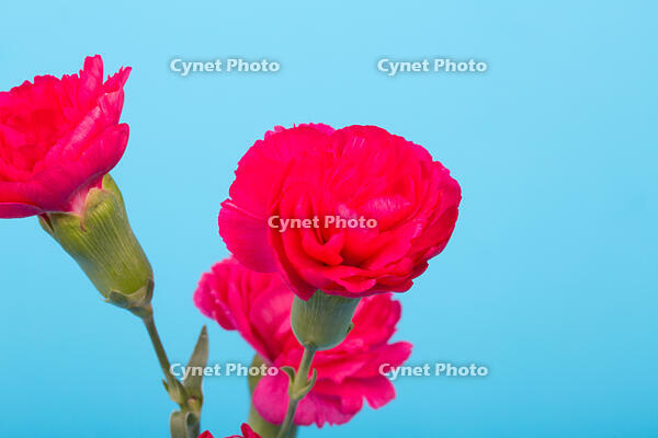カーネーション　赤い花 [XCE110002232]