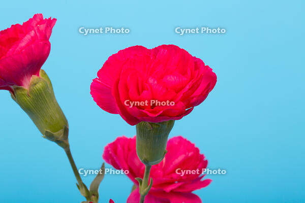 カーネーション　赤い花 [XCE110002233]