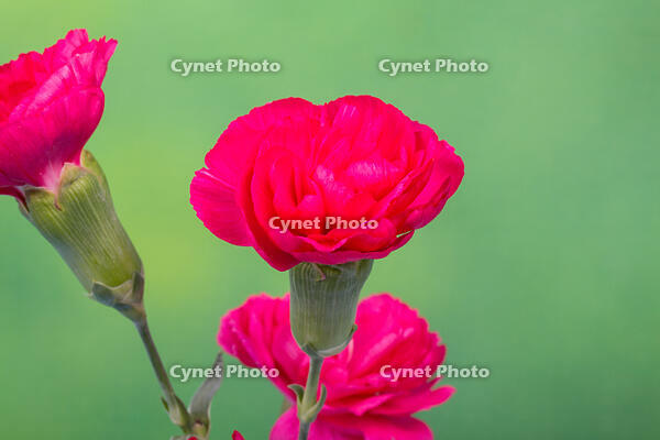 カーネーション　赤い花 [XCE110002234]