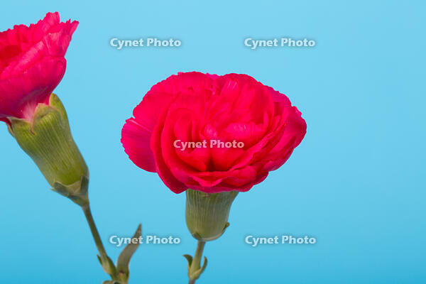 カーネーション　赤い花 [XCE110002236]