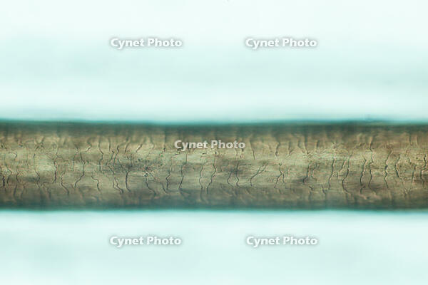 ヒト　毛髪 [XCE110002237]