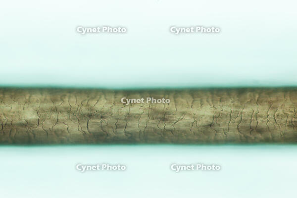 ヒト　毛髪 [XCE110002238]