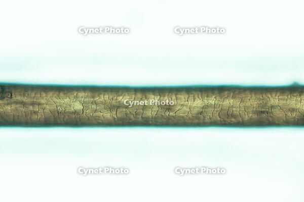 ヒト　毛髪 [XCE110002239]