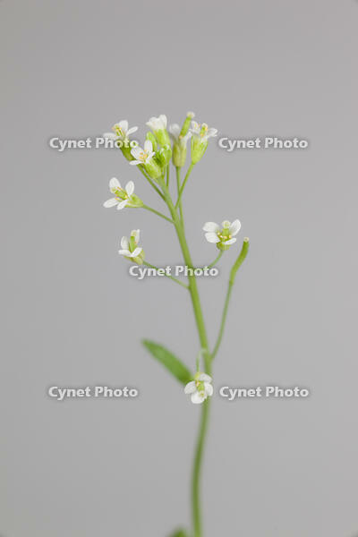 シロイヌナズナ　花　果実 [XCE110002240]