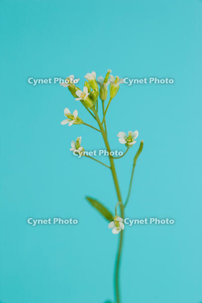 シロイヌナズナ　花　果実 [XCE110002241]