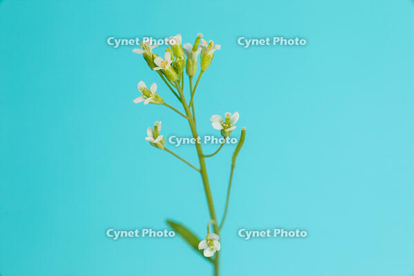 シロイヌナズナ　花　果実 [XCE110002242]