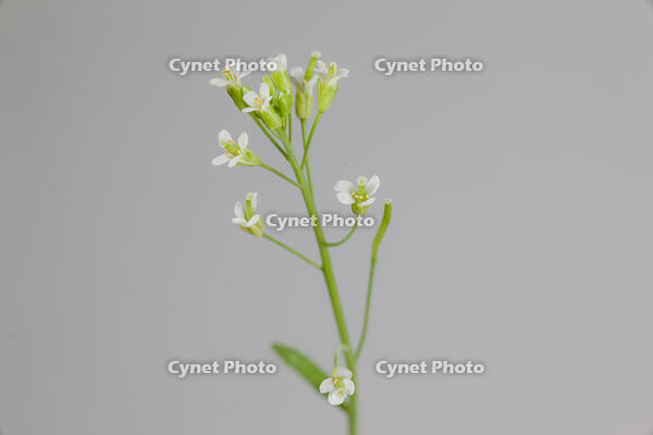 シロイヌナズナ　花　果実 [XCE110002243]