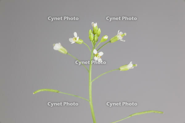 シロイヌナズナ　花　果実 [XCE110002244]