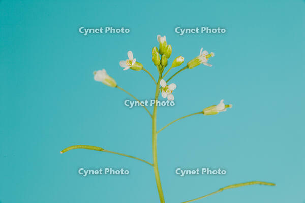 シロイヌナズナ　花　果実 [XCE110002245]