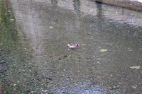 目黒川のオナガガモ [SIS110001617]