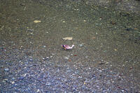 目黒川のオナガガモ [SIS110001618]