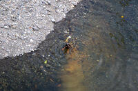 目黒川のオナガガモ [SIS110001619]