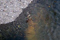 目黒川のオナガガモ [SIS110001620]