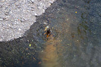 目黒川のオナガガモ [SIS110001621]