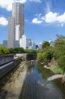 目黒川 [SIS110001624]