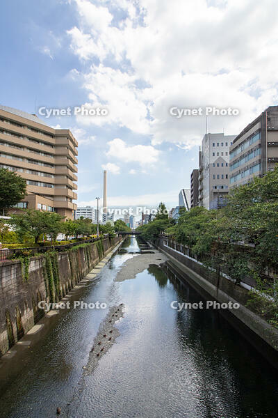 目黒川 [SIS110001616]