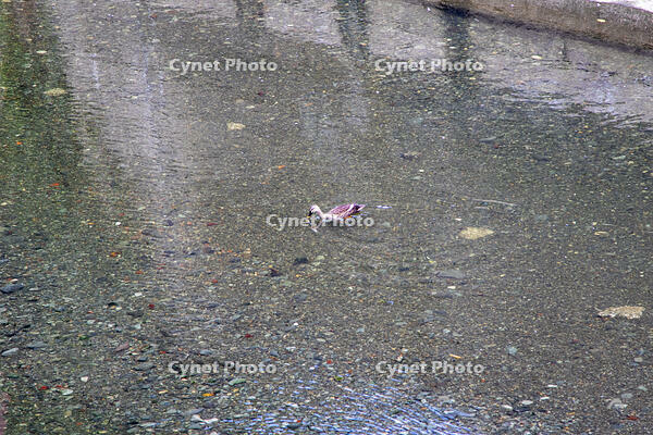 目黒川のオナガガモ [SIS110001617]