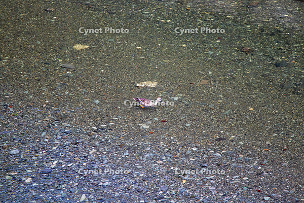 目黒川のオナガガモ [SIS110001618]