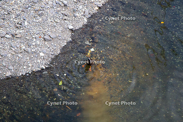 目黒川のオナガガモ [SIS110001619]