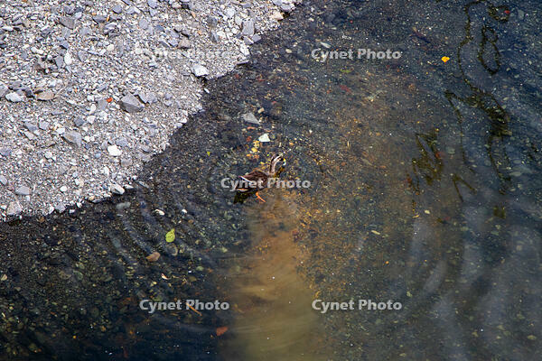 目黒川のオナガガモ [SIS110001620]