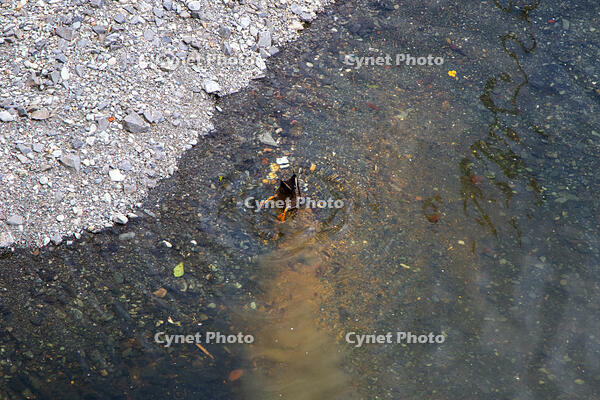 目黒川のオナガガモ [SIS110001621]