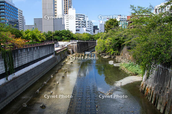 目黒川 [SIS110001622]