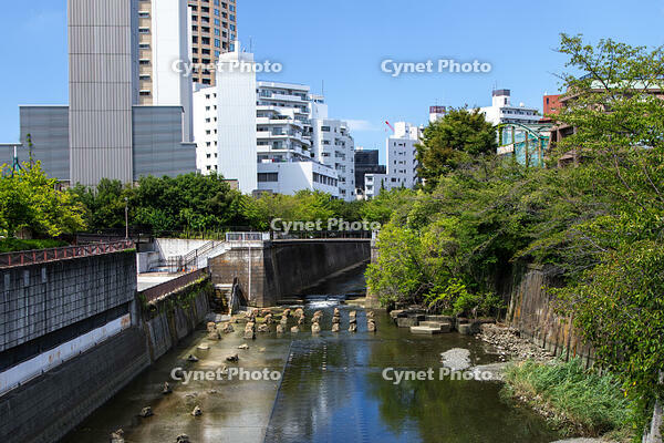 目黒川 [SIS110001623]