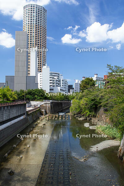 目黒川 [SIS110001624]