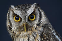 スピックスコノハズク [XDV110001073]