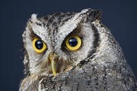 スピックスコノハズク [XDV110001076]