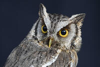 スピックスコノハズク [XDV110001078]