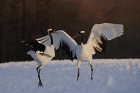 タンチョウ [XDV110001082]