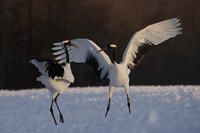 タンチョウ [XDV110001083]