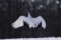 タンチョウ [XDV110001086]