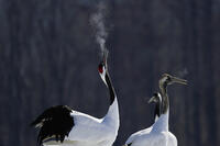 タンチョウ [XDV110001088]