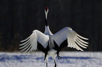 タンチョウ [XDV110001089]