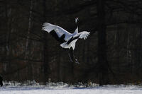 タンチョウ [XDV110001091]