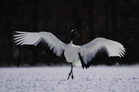 タンチョウ [XDV110001094]